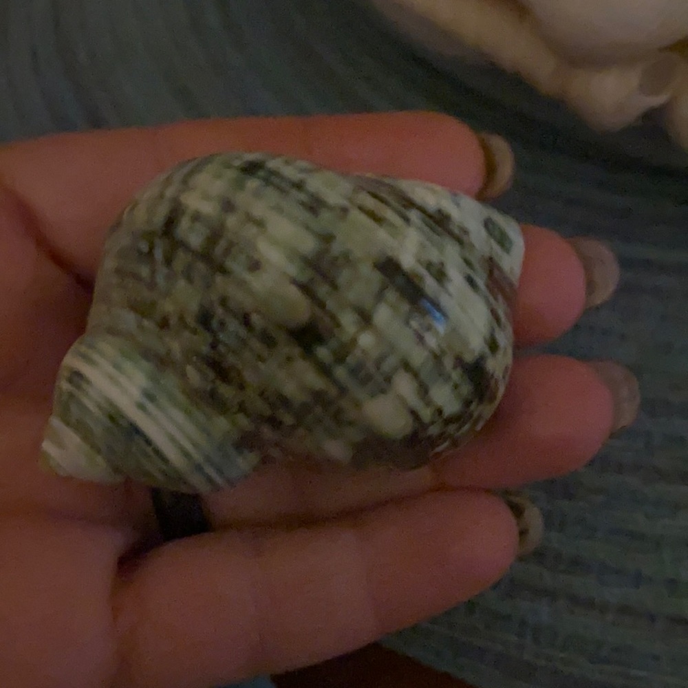 Shell